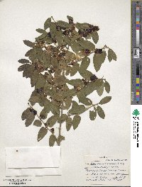 Lonicera morrowii image