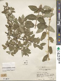 Lonicera morrowii image