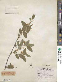 Lonicera morrowii image