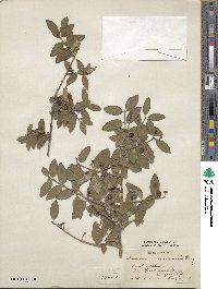 Lonicera morrowii image