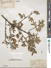 Lonicera morrowii image