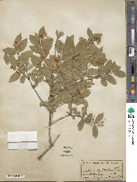 Lonicera morrowii image