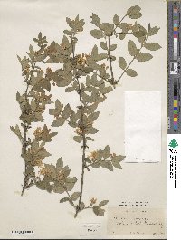 Lonicera morrowii image