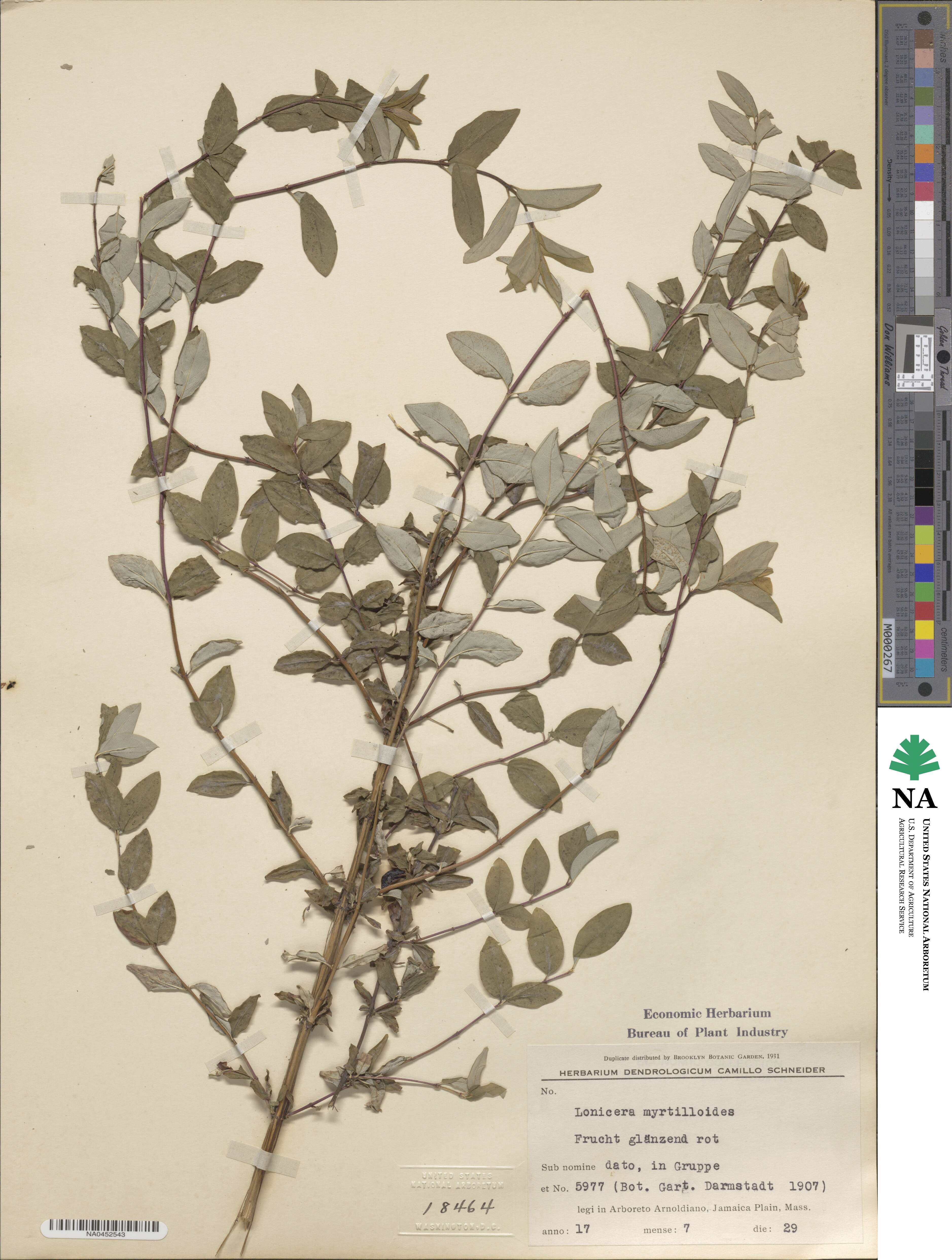 Lonicera myrtilloides image