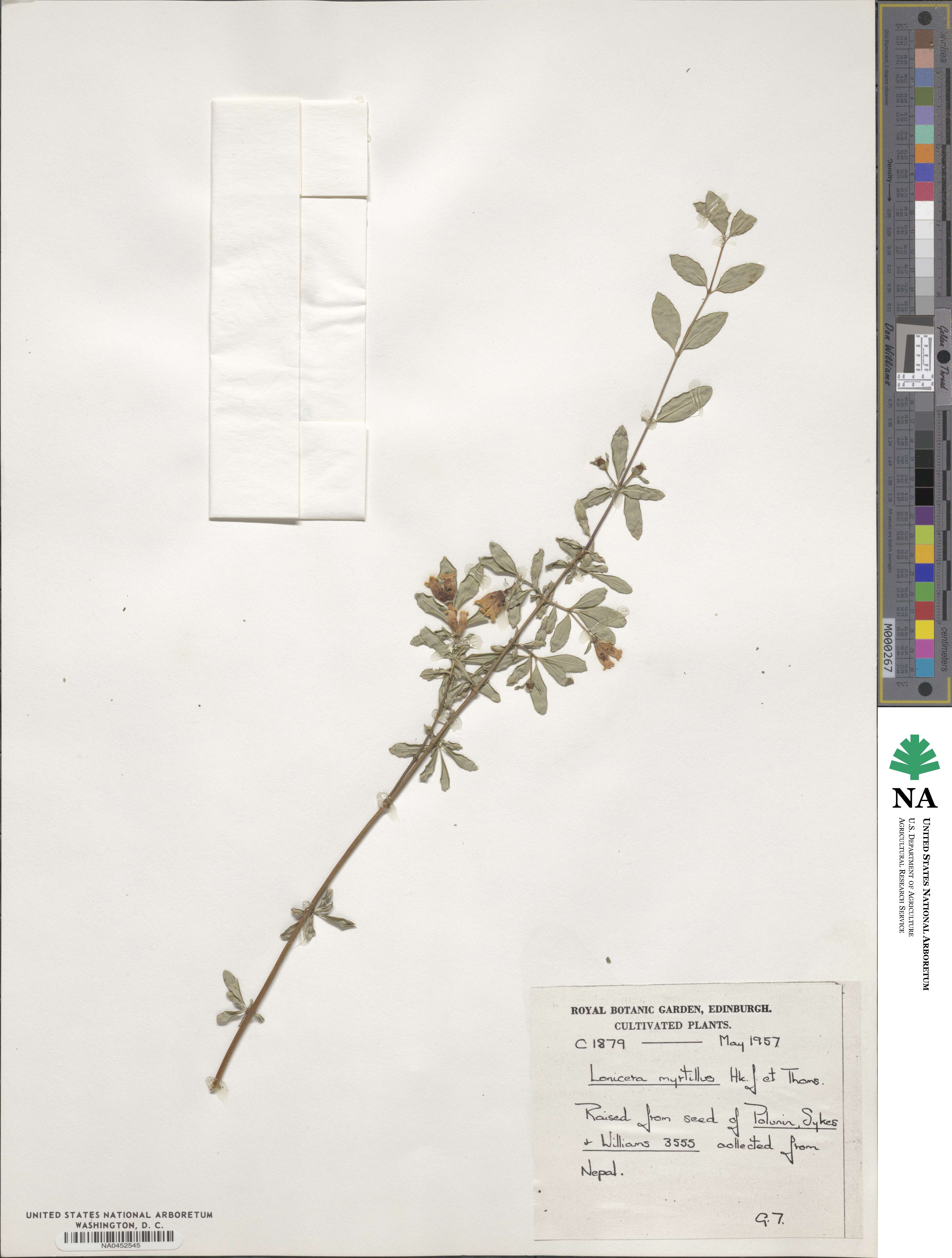 Lonicera myrtillus image