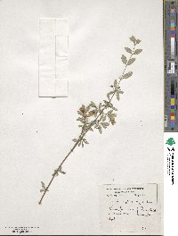 Lonicera myrtillus image