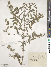 Lonicera myrtillus image