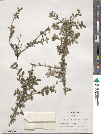 Lonicera myrtillus image