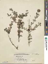 Lonicera myrtillus image