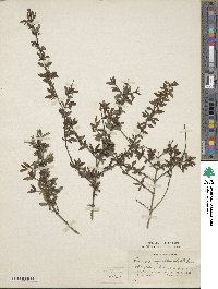 Lonicera myrtillus image