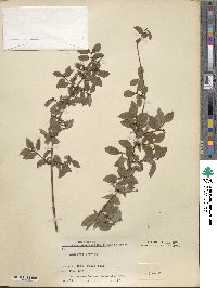 Lonicera nervosa image