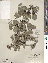 Lonicera nervosa image