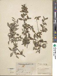 Lonicera nervosa image