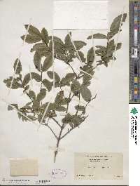 Lonicera nigra image