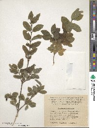 Lonicera nigra image