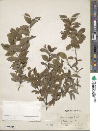 Lonicera nigra image