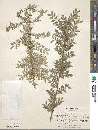 Lonicera pileata var. yunnanensis image