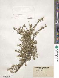 Lonicera pileata var. yunnanensis image