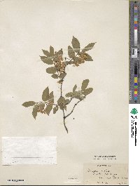 Lonicera × notha image