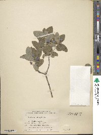 Lonicera oblongifolia image