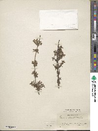 Lonicera obovata image