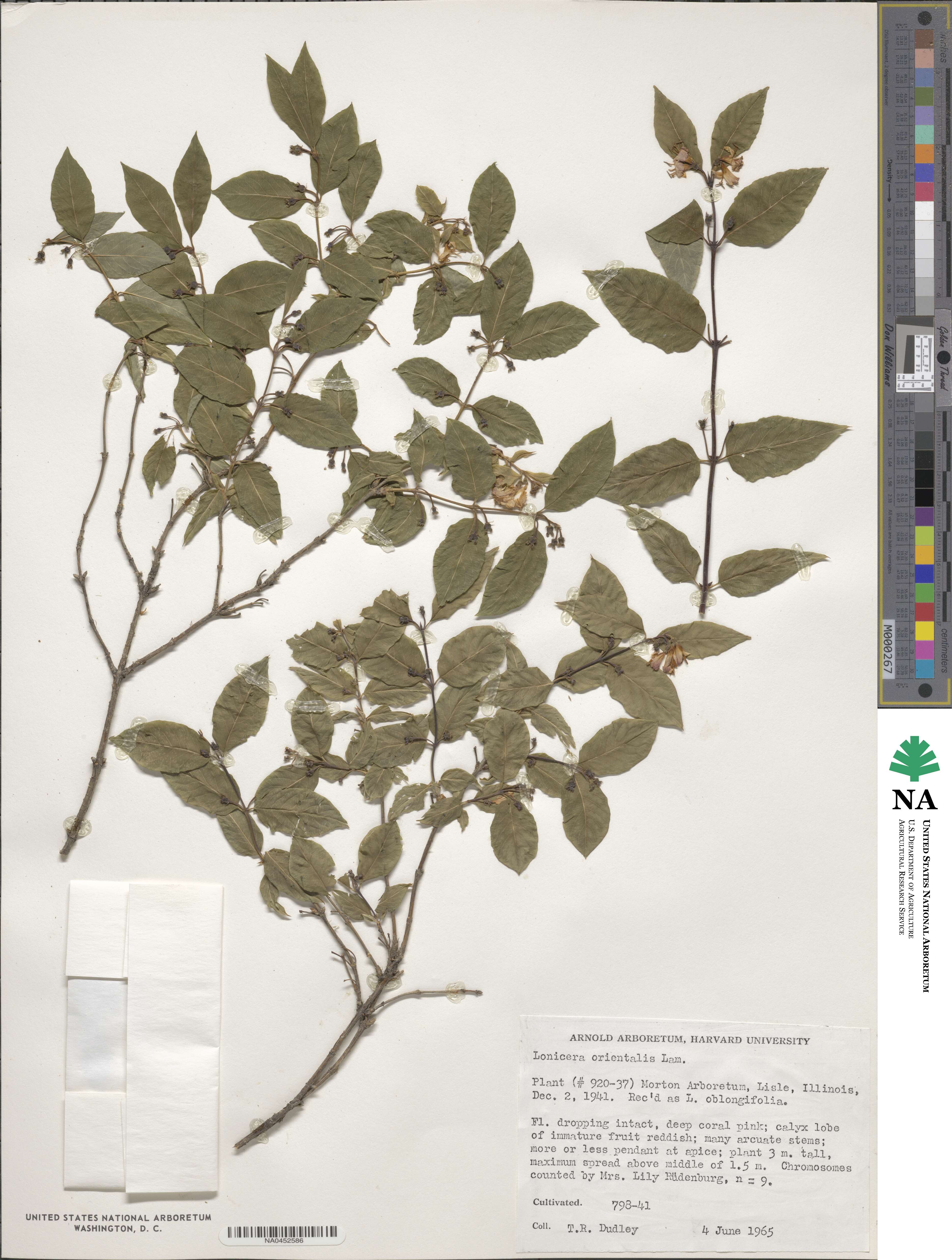 Lonicera caucasica subsp. orientalis image