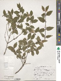 Lonicera caucasica subsp. orientalis image