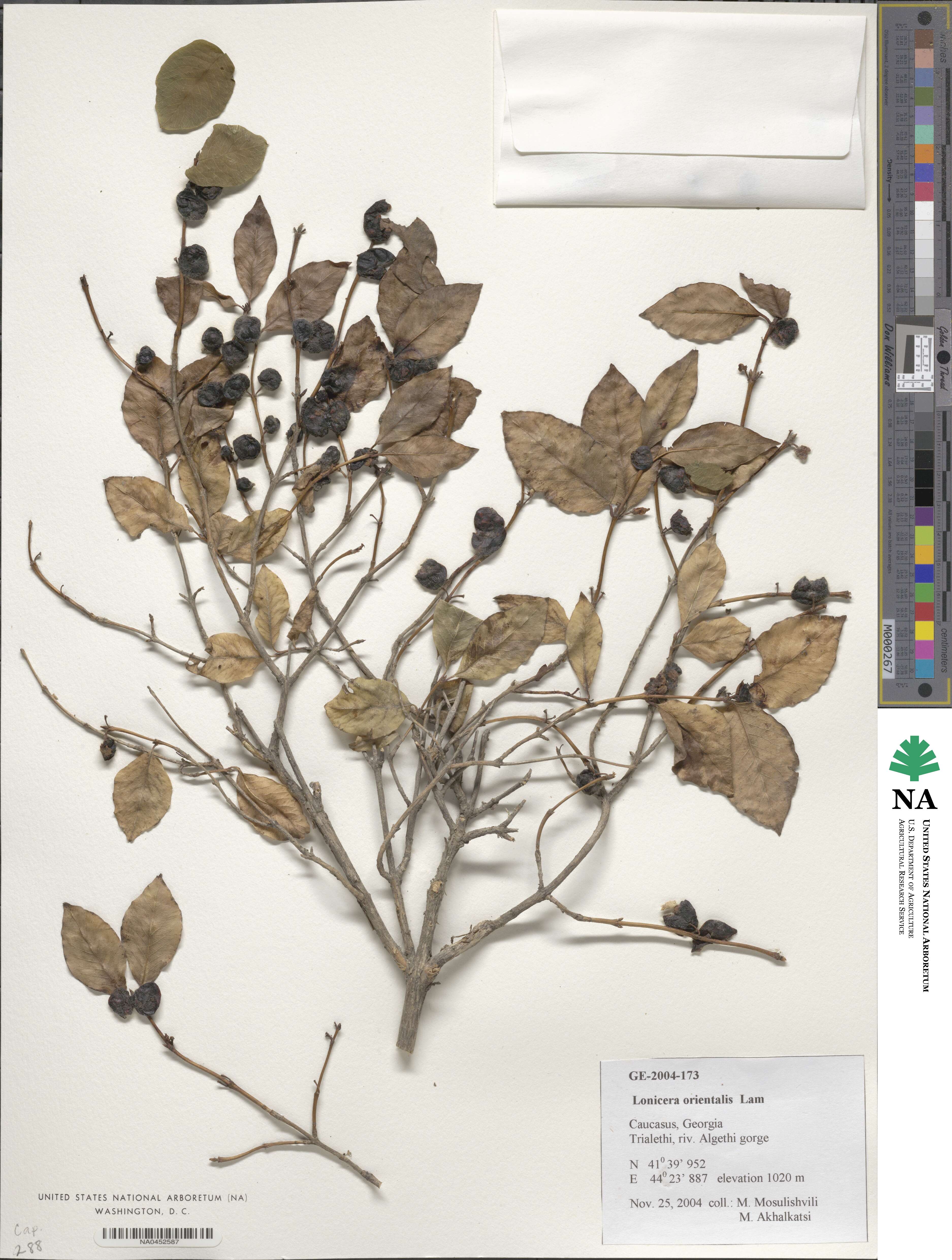 Lonicera caucasica subsp. orientalis image