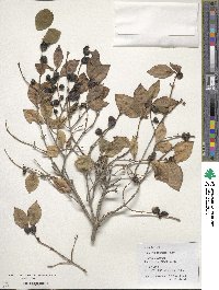 Lonicera caucasica subsp. orientalis image