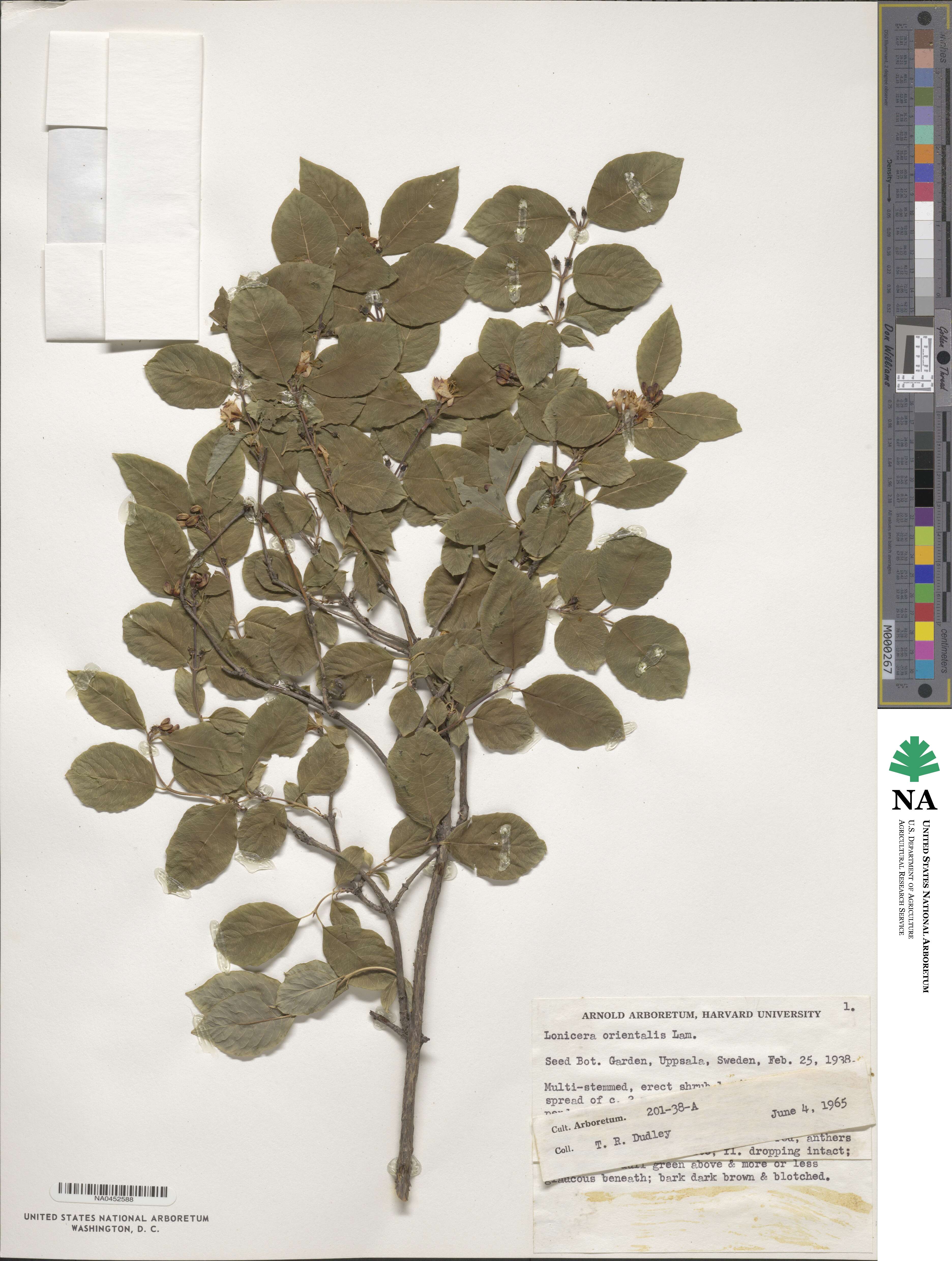 Lonicera caucasica subsp. orientalis image