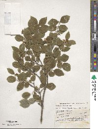 Lonicera caucasica subsp. orientalis image