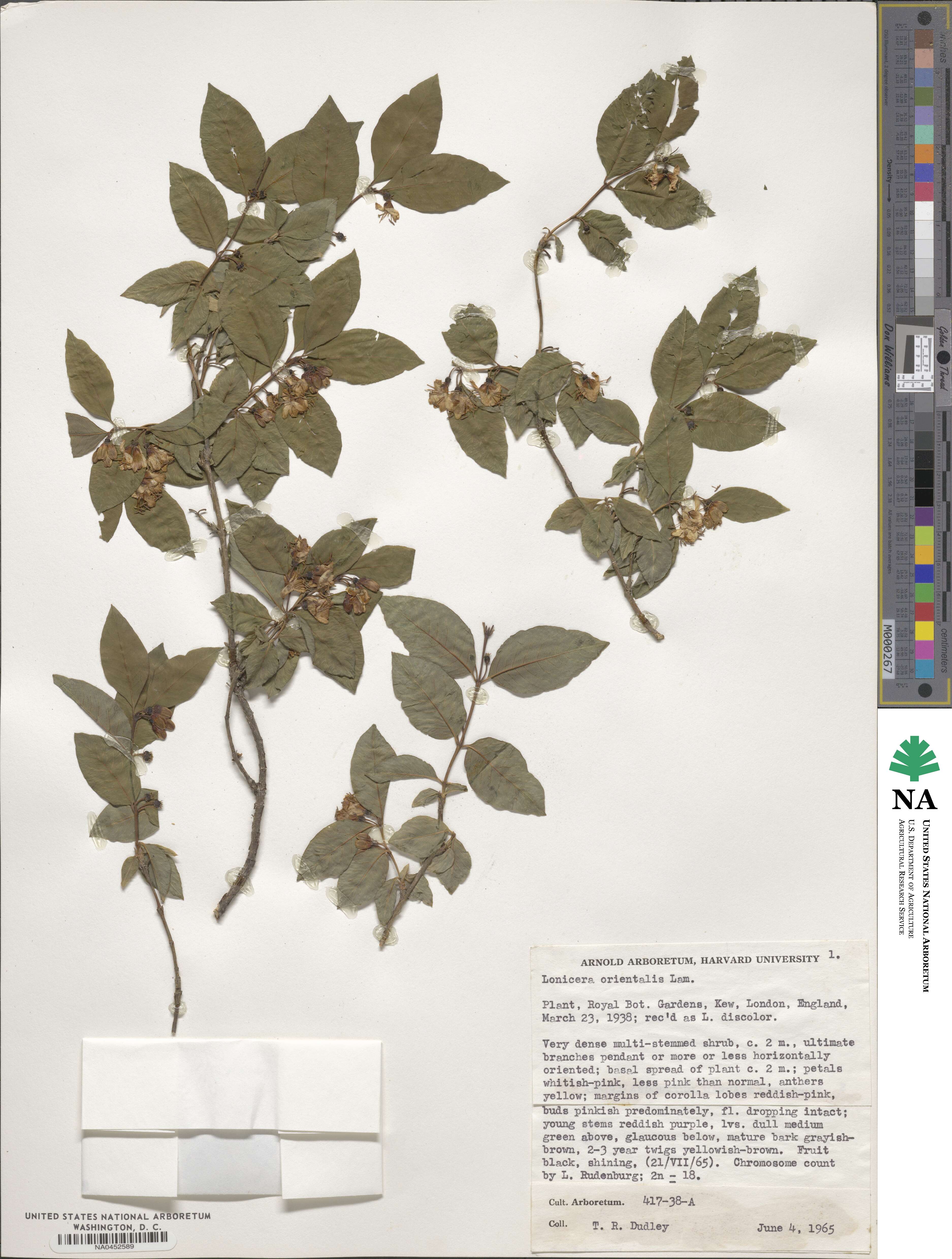 Lonicera caucasica image