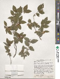 Lonicera caucasica subsp. orientalis image