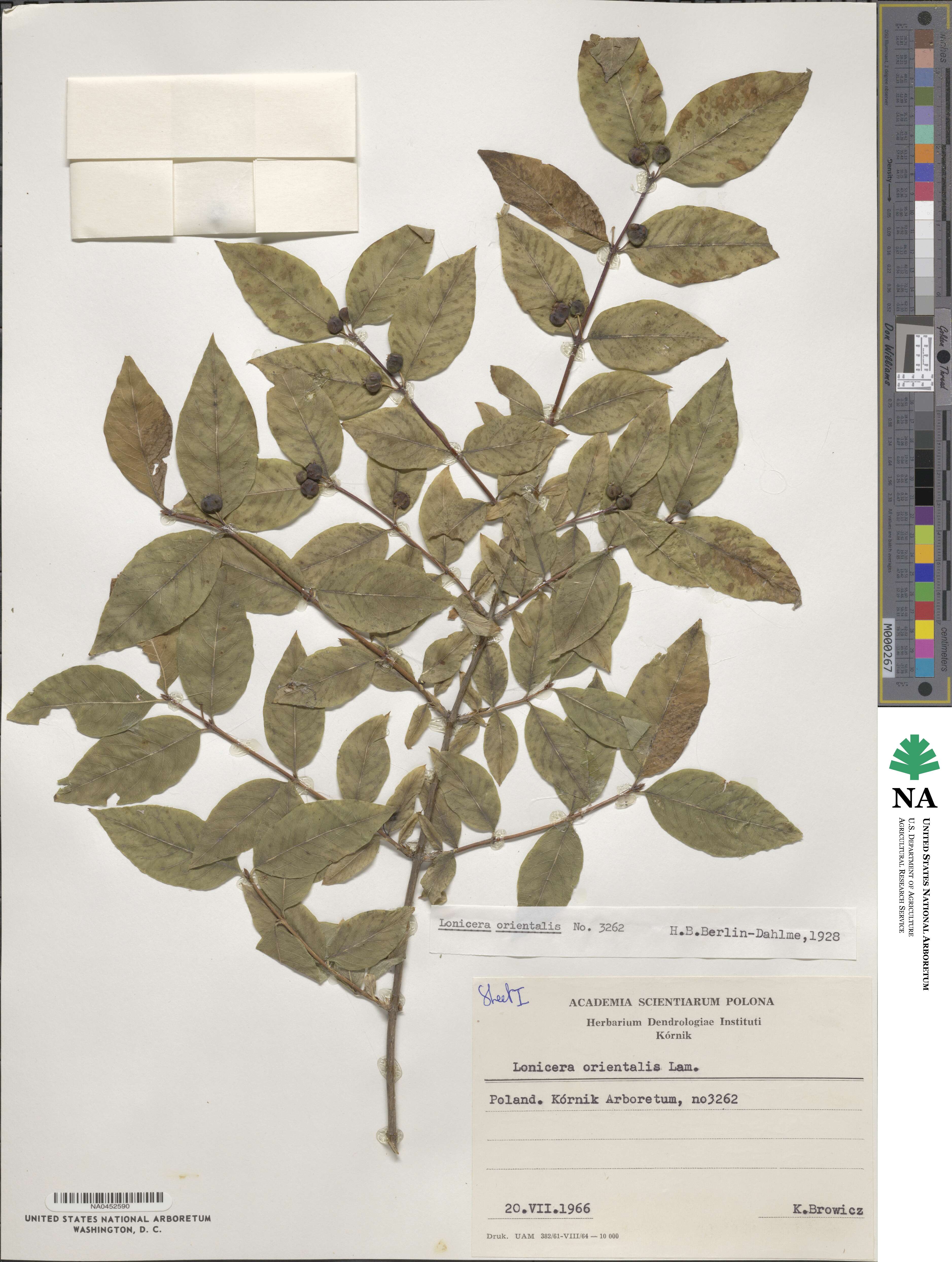 Lonicera caucasica subsp. orientalis image