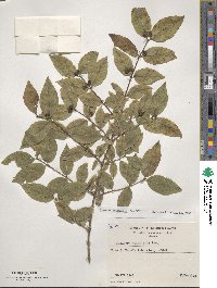 Lonicera caucasica image