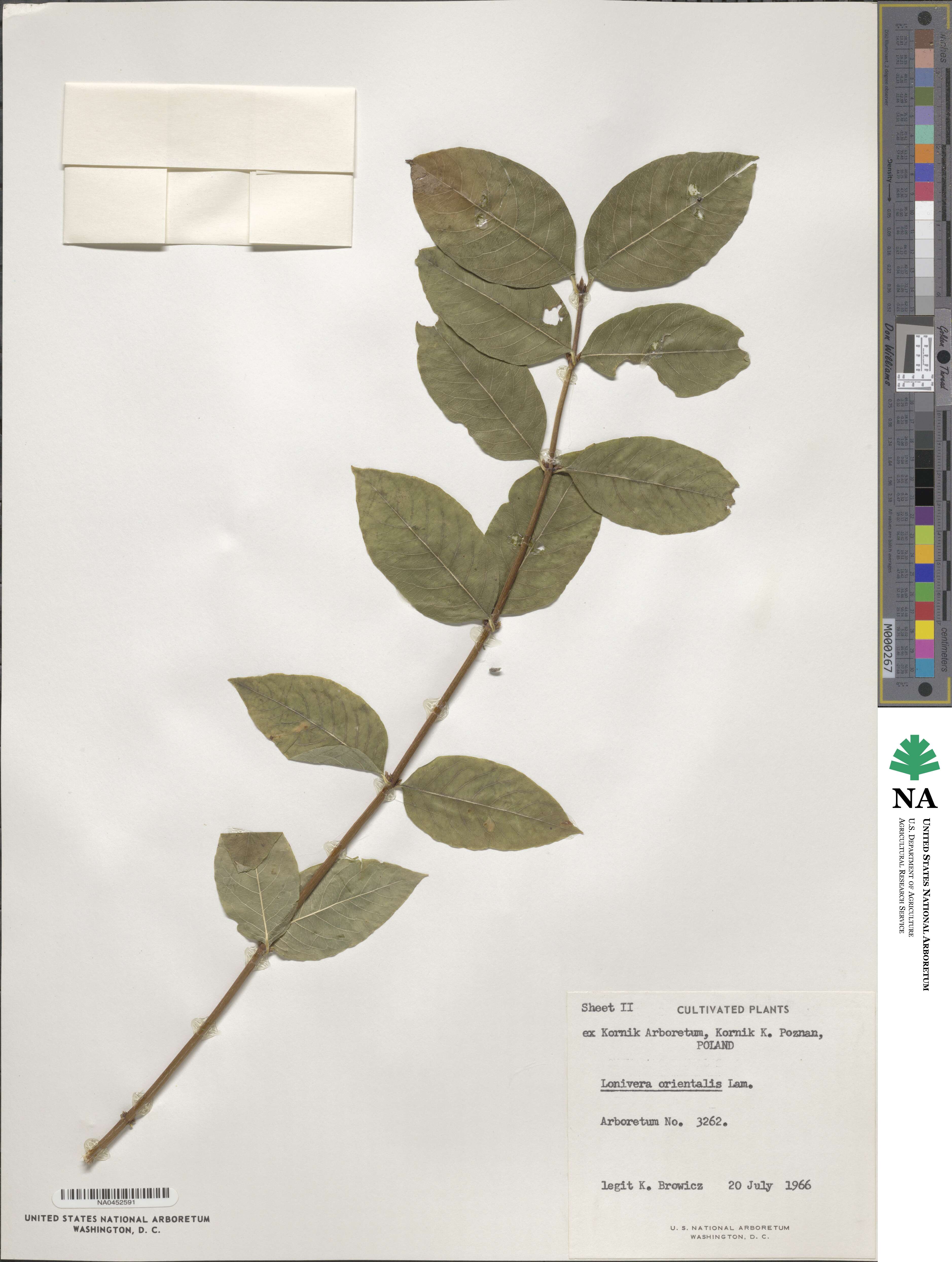 Lonicera caucasica subsp. orientalis image