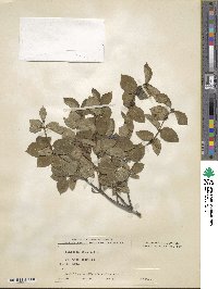 Lonicera caucasica image