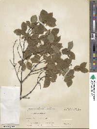 Lonicera caucasica subsp. orientalis image