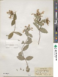 Lonicera periclymenum image