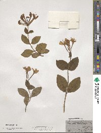 Lonicera periclymenum image