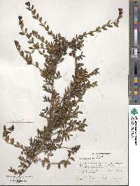 Lonicera pileata image