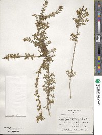 Lonicera pileata image