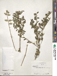 Lonicera pileata image