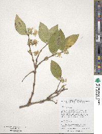 Lonicera pileata image