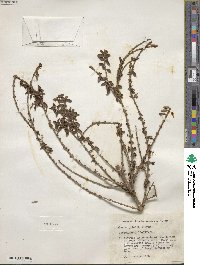 Lonicera pileata image