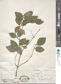 Lonicera praeflorens image