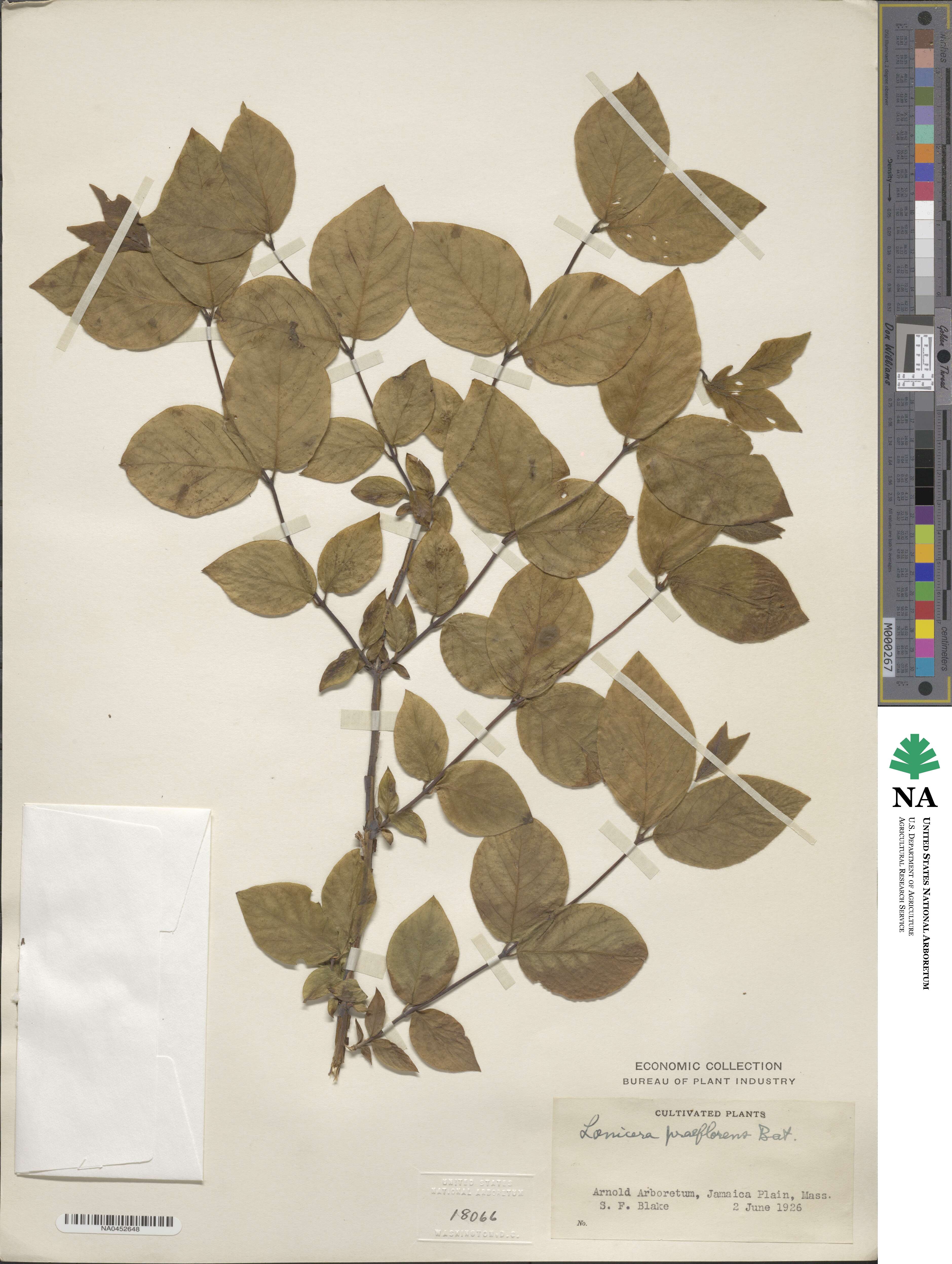 Lonicera praeflorens image