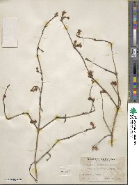 Lonicera praeflorens image