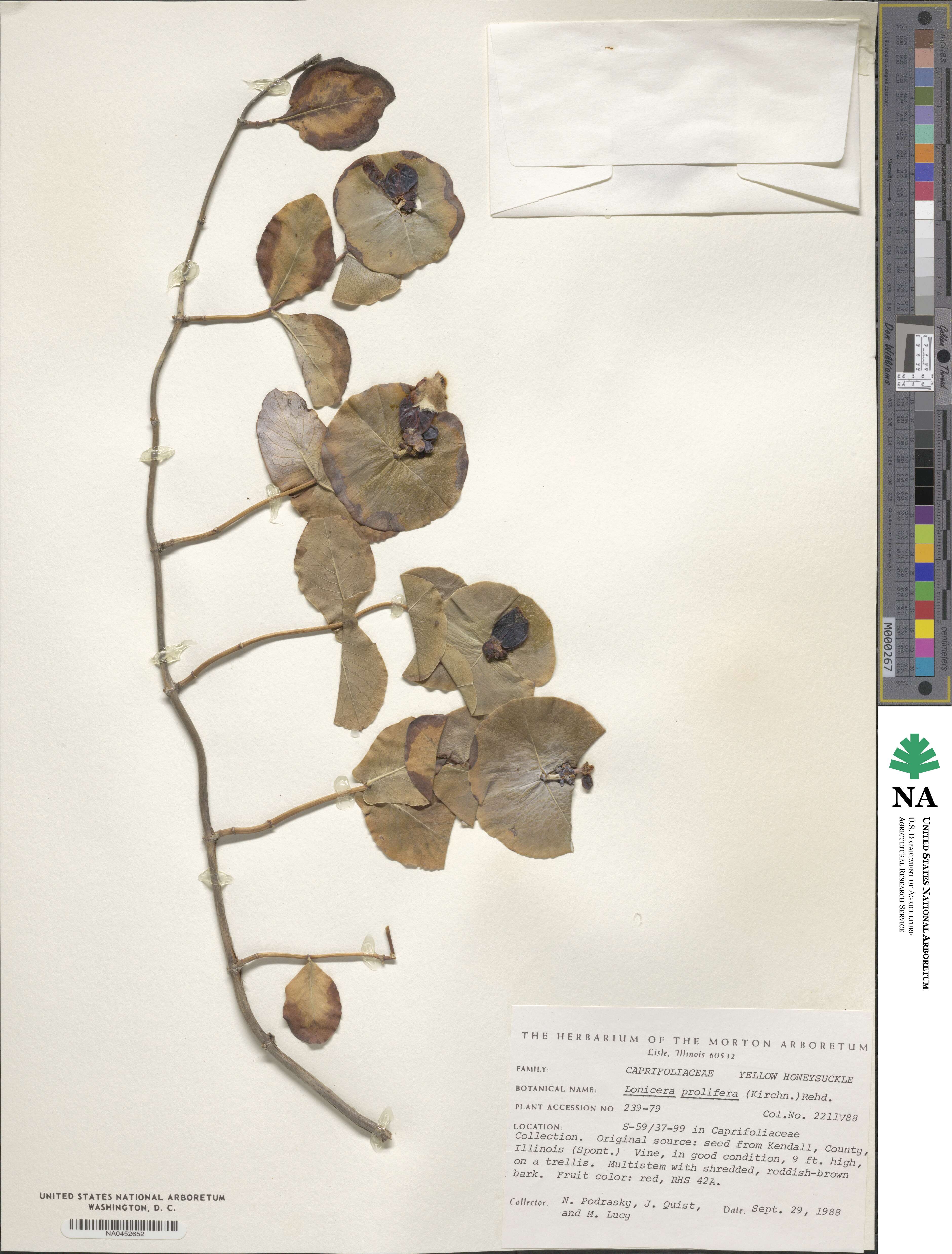 Lonicera reticulata image