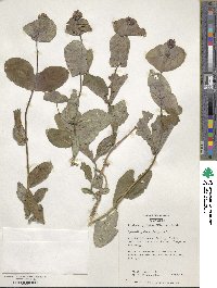 Lonicera reticulata image